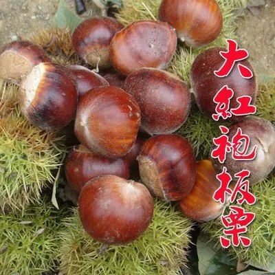 平邑县大红袍板栗苗 基地品种大红袍两年苗大量有货三年苗保证结果量