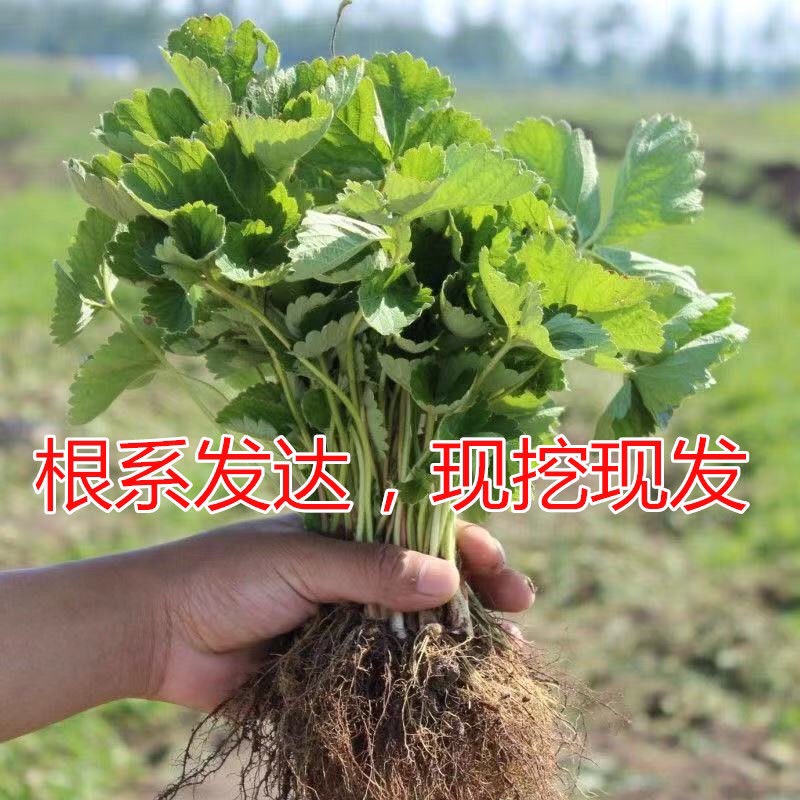 脱毒草莓苗 10~20公分 地栽苗