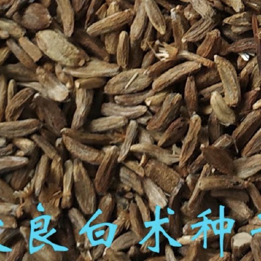 定州市 白术种子，严选改良白术