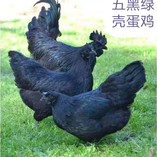南宁绿壳鸡苗  五黑一绿壳蛋鸡苗 出壳包疫苗 教授技术养殖 诚信经营