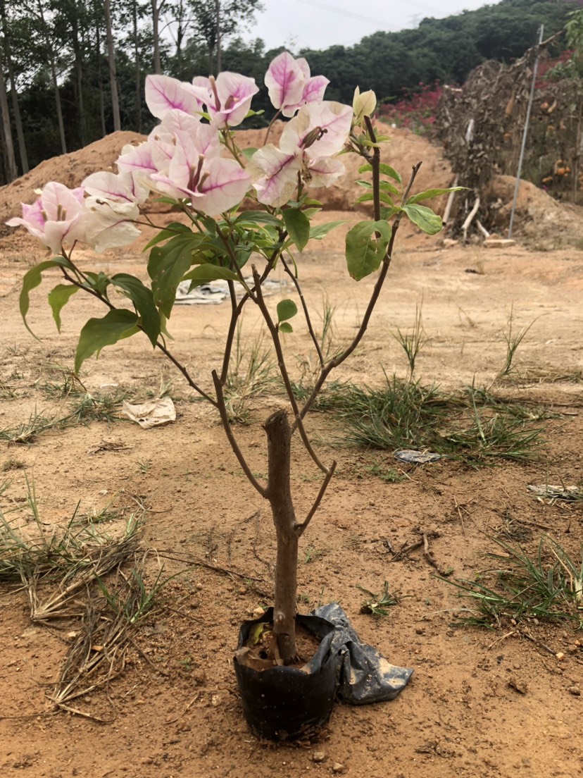 红樱三角梅