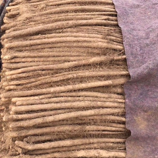 大名县 白玉山药