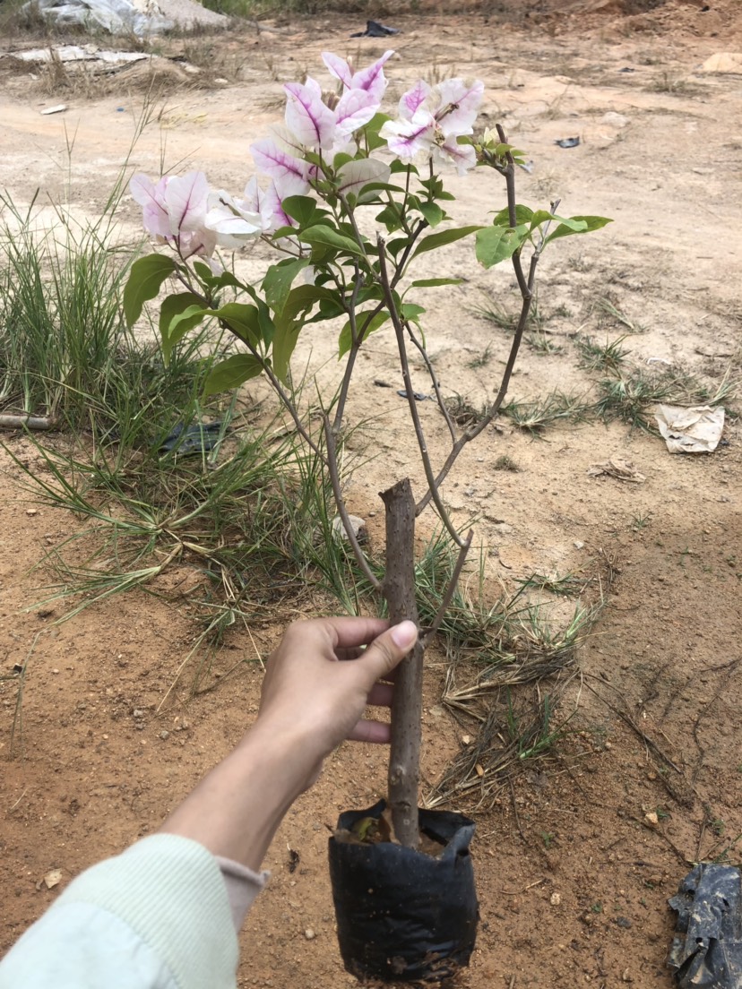 红樱三角梅