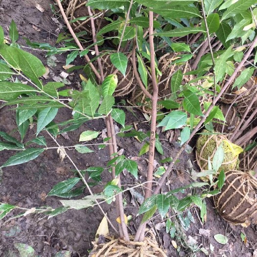 潢川县素心腊梅  丛生腊梅3-5分枝、1.5米高，量大