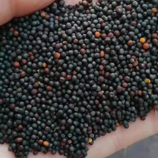 二连浩特 俄罗斯油菜籽