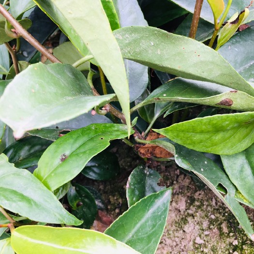 通道县黑老虎 布福娜一年苗，产地直销，优质货源，有买有送，注20-30公分