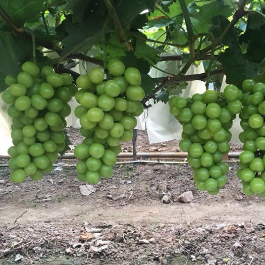平邑县阳光玫瑰葡萄苗 阳光玫瑰葡萄树苗蓝宝石葡萄树苗户太8号葡萄树苗南北方均可种植