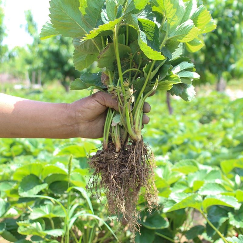 脱毒草莓苗 10~20公分 地栽苗