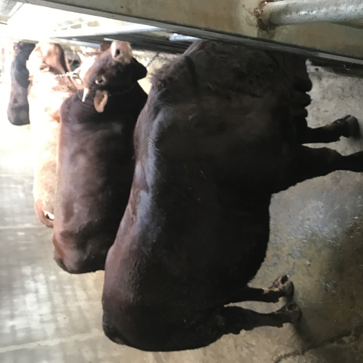 弥渡县肉牛 600-800斤 公牛