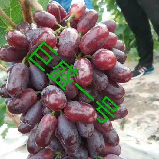 葡萄苗  最早熟葡萄