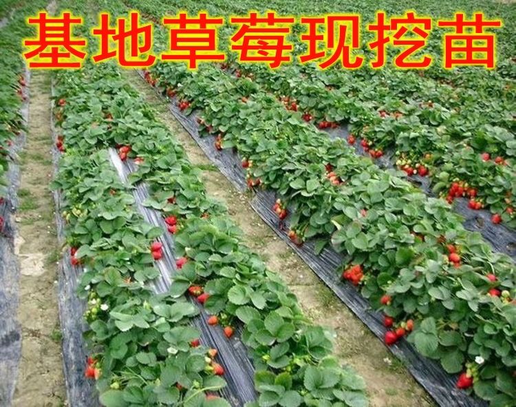 脱毒草莓苗 10~20公分 地栽苗