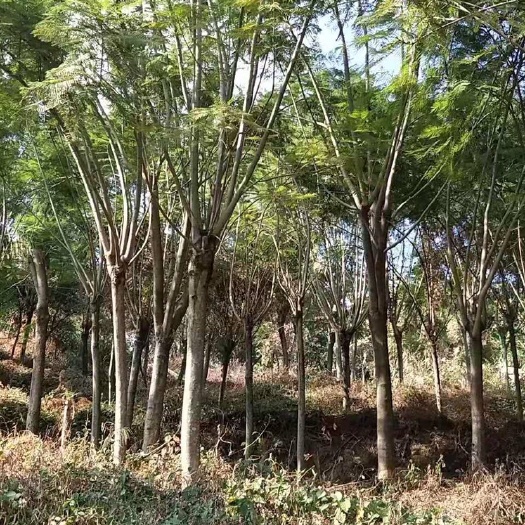 普宁市普通蓝花楹 5米以上