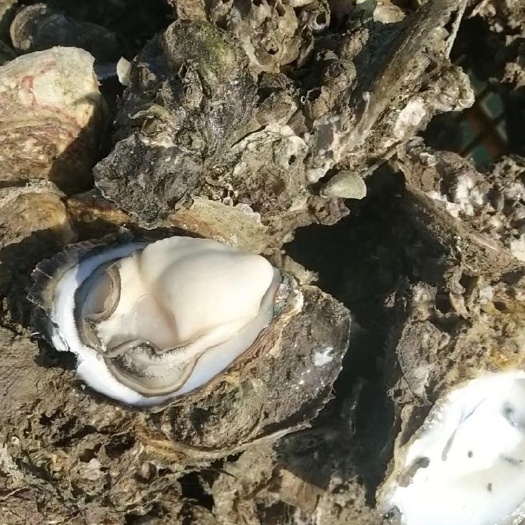  钦州生蚝，北部湾生蚝，规格齐全，一手货源质美价优 ，全国供应