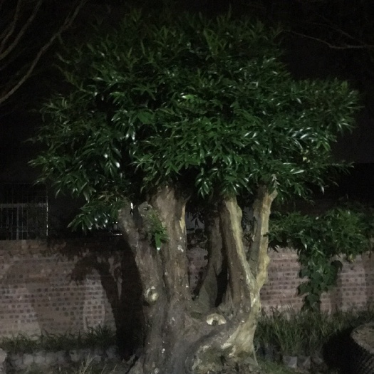 漳平市窄叶竹柏