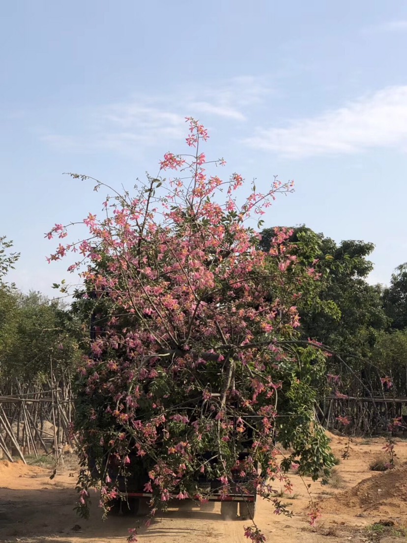  大腹木棉40-45公分高 行道树 观花大乔木