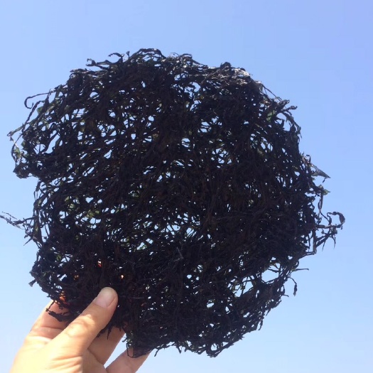 东山县 福建东山头水紫菜无沙面洗细嫩即食海菜菜农直销