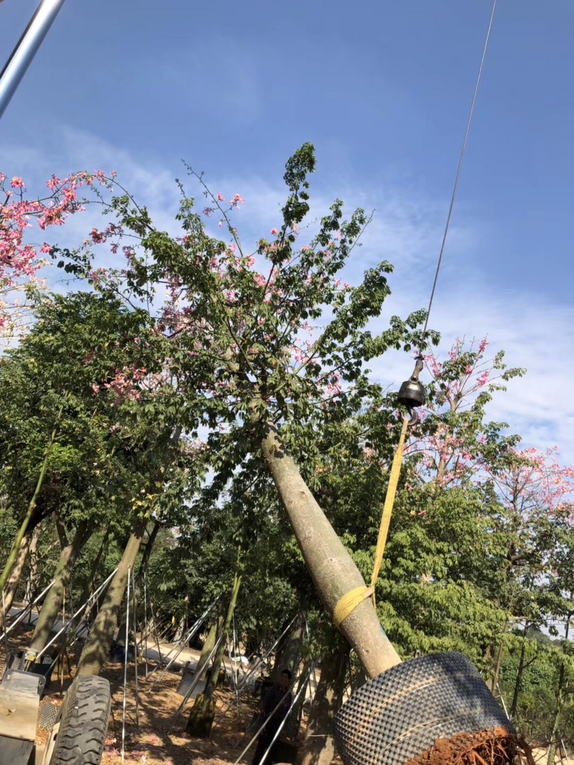  大腹木棉40-45公分高 行道树 观花大乔木