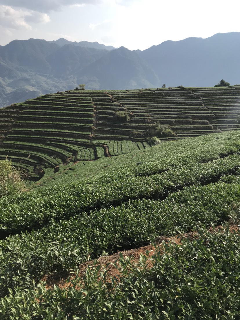 安溪铁观音 2019年秋茶新茶铁观音