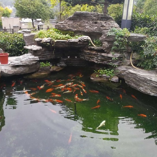 红白三色锦鲤 鱼池建设