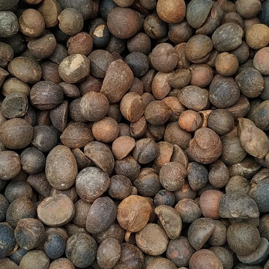 茶籽现货，欢迎来电咨询，实地考察