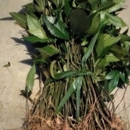 榕江县 大量出售优质草珊瑚苗