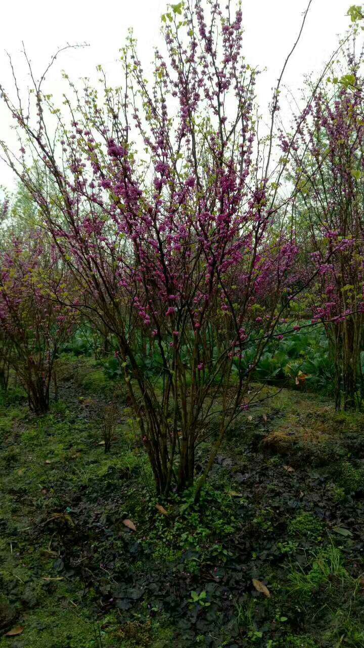 丛生紫荆