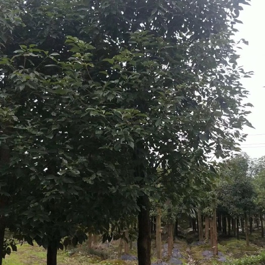 成都全冠香樟