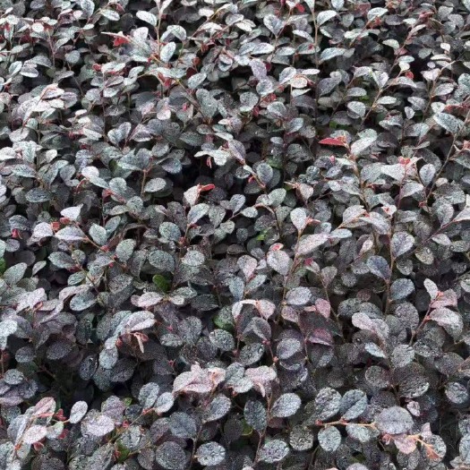 襄樊双面红 红花檵木小杯苗