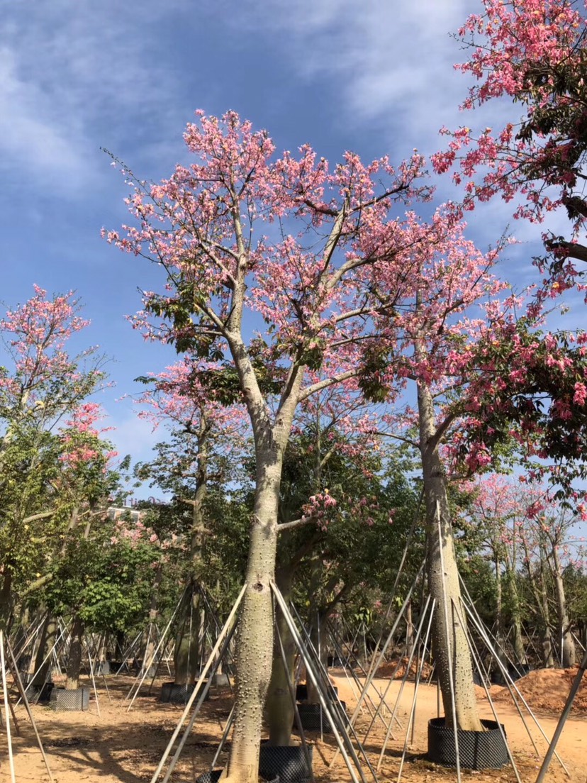  大腹木棉40-45公分高 行道树 观花大乔木