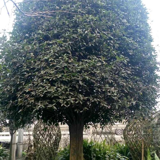 成都八月桂  桂花花瓶