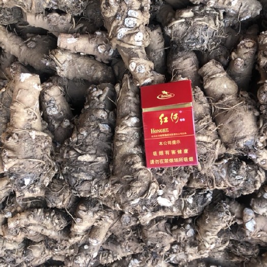鹤庆县云当归  云南新鲜当归头