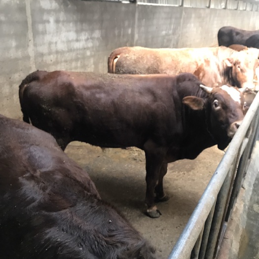 弥渡县肉牛 100头以内