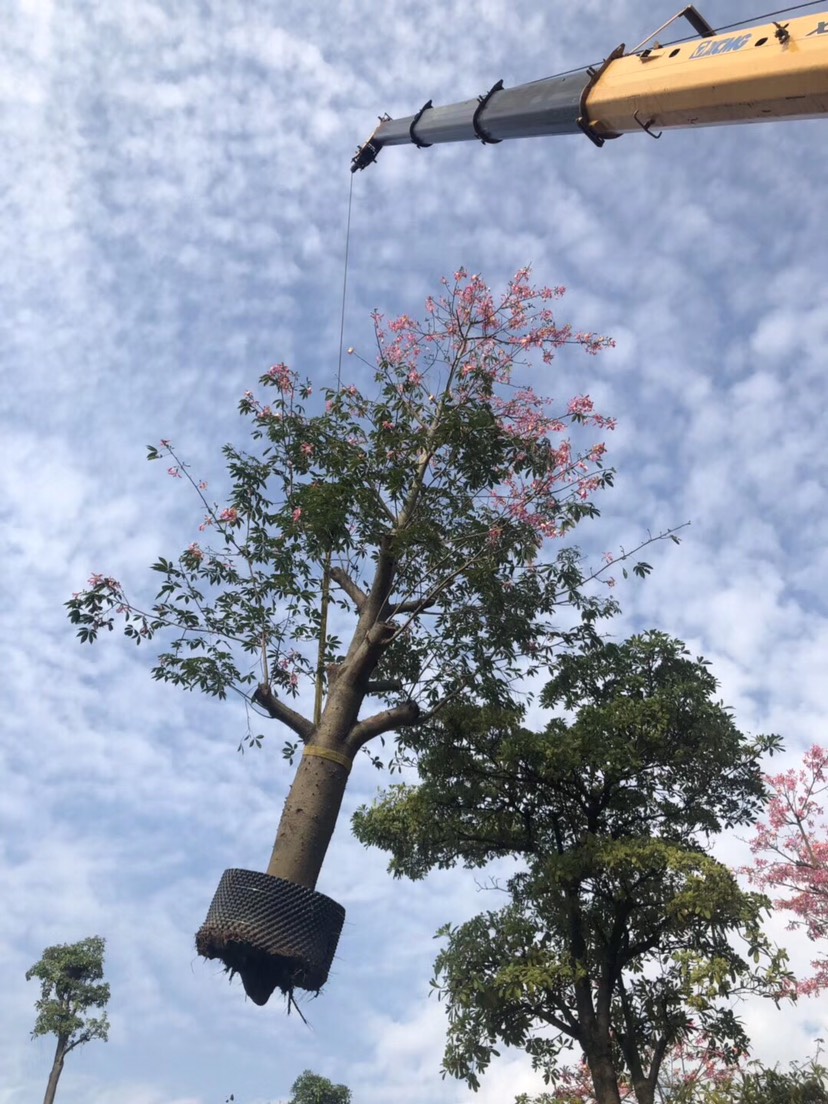  大腹木棉40-45公分高 行道树 观花大乔木
