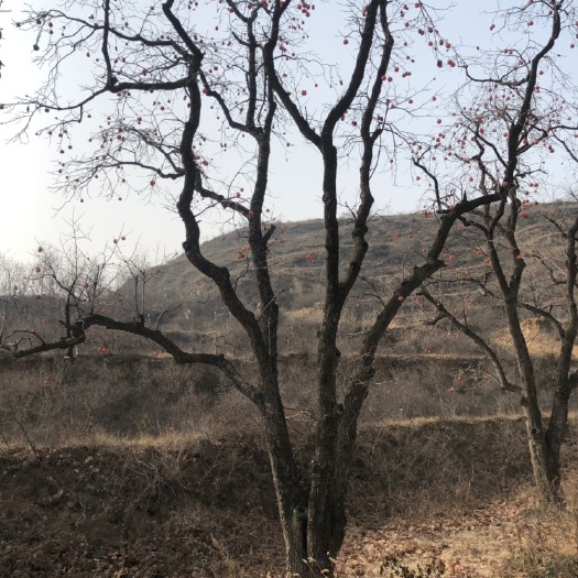 绛县火晶柿子苗 柿子树