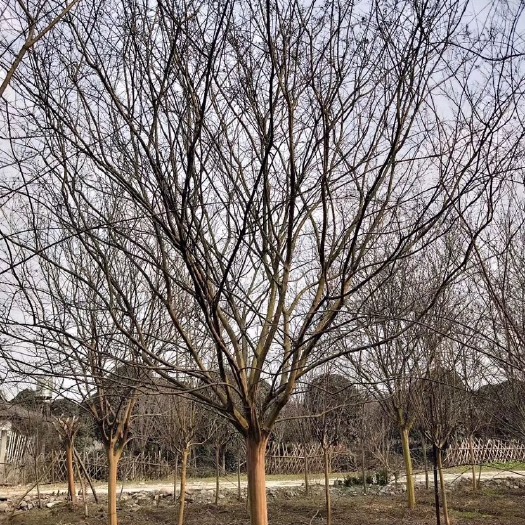 四川紫薇  紫薇