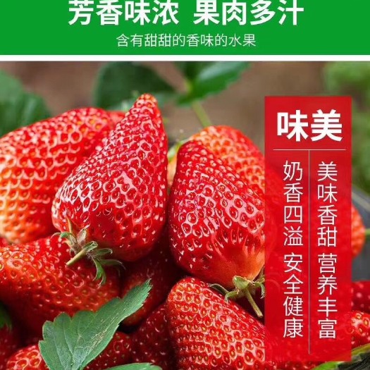 东港市九九草莓 20克以上