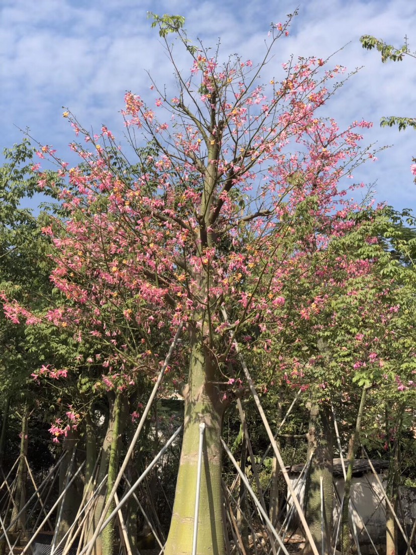  大腹木棉40-45公分高 行道树 观花大乔木