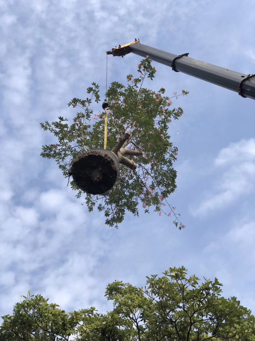  大腹木棉40-45公分高 行道树 观花大乔木