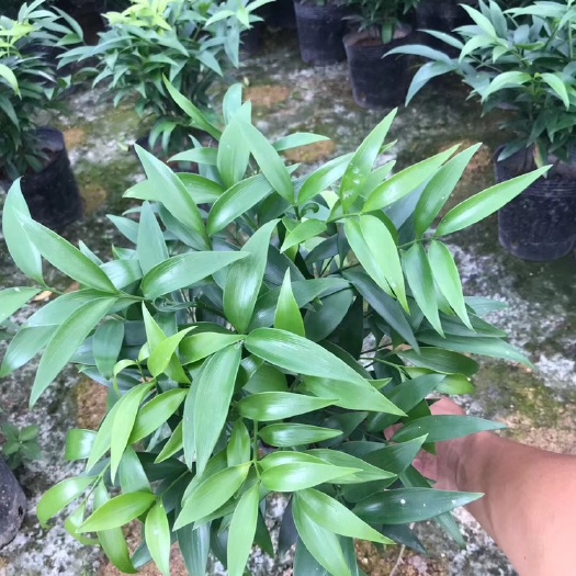 漳平市 精品小竹柏  基地直销