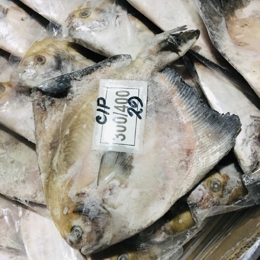 上海斗鲳 中国鲳