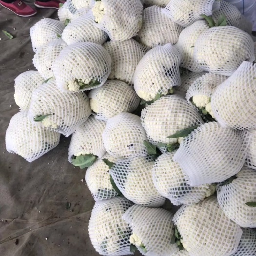 泾阳县精品无根松花菜