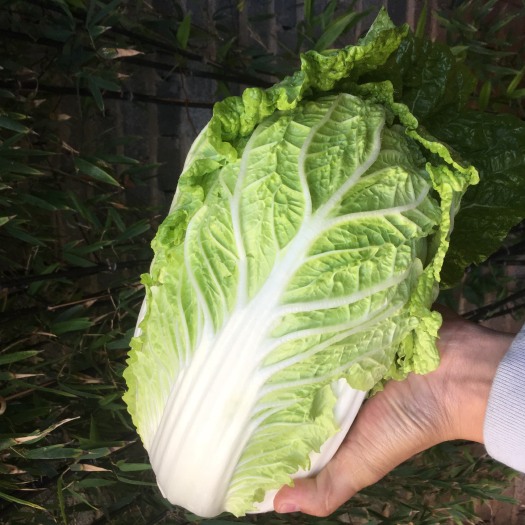 通海县黄心大白菜 1~2斤 毛菜