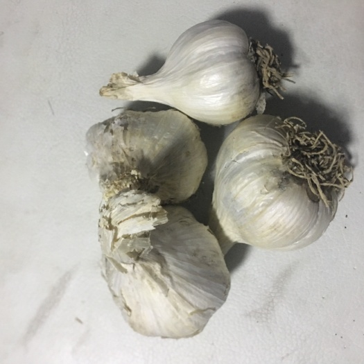 肇州县 大蒜