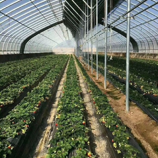 天津种植大棚 种植草莓的大棚中间放一排立柱