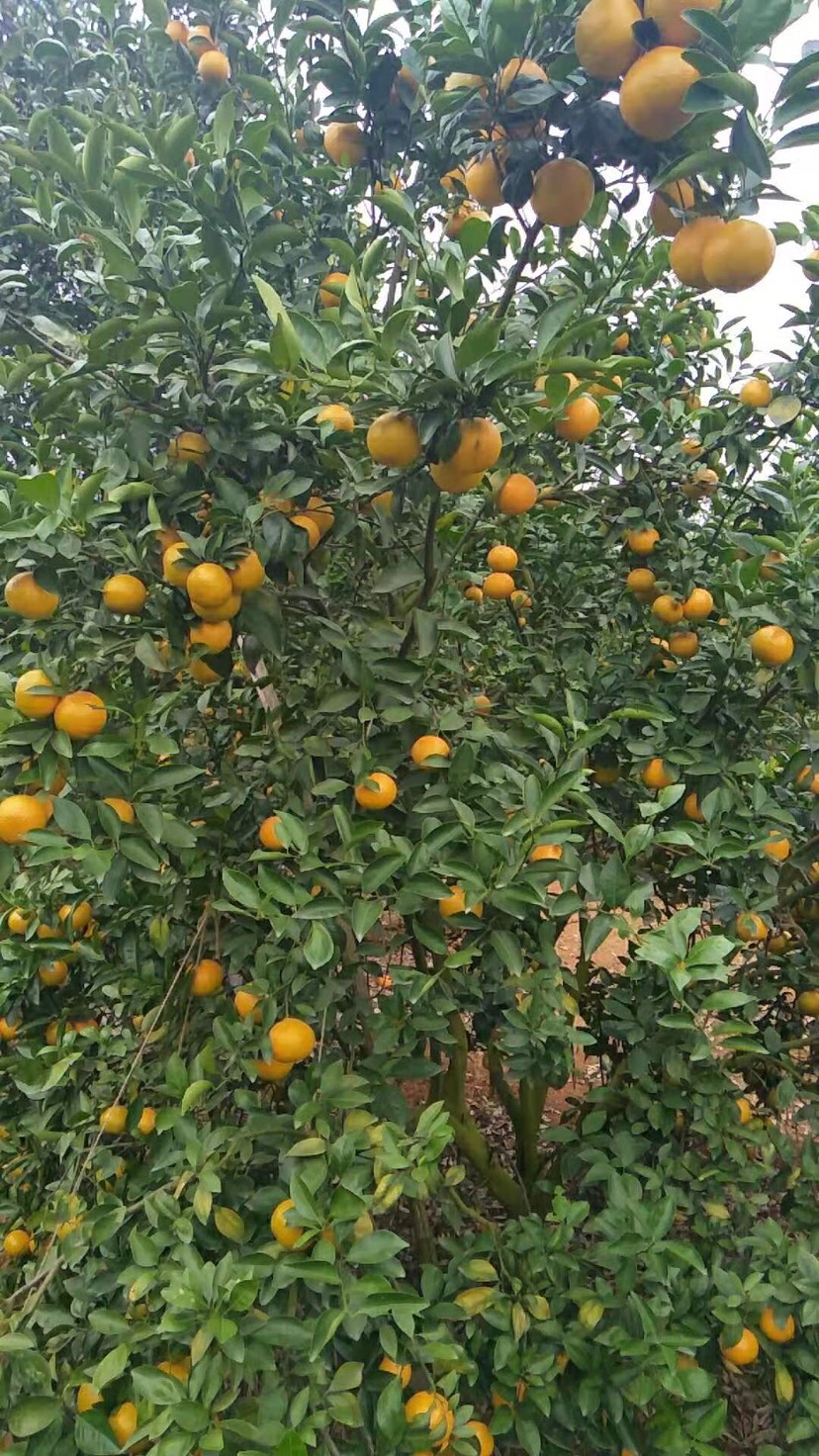 皇帝柑 广西南宁武鸣无限量的皇帝桔，砂糖枯、沃柑有需要的老板可以联系