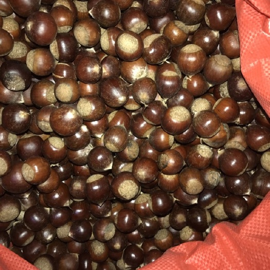 湛江油栗 一级 特选