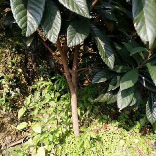 台州 枇杷树苗大红袍枇杷一年苗