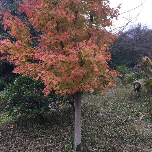 全州县中国红枫 自己红枫出售