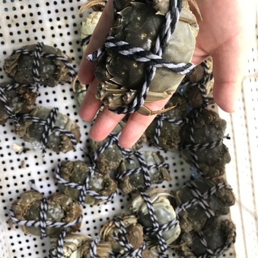 兴化市江苏大闸蟹3母