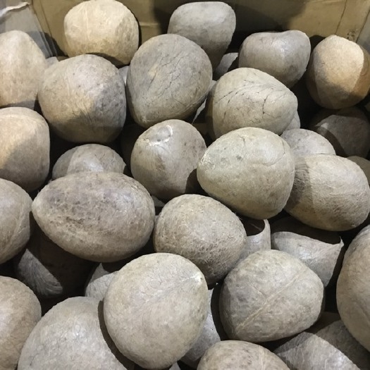 湛江海椰子 新鲜海底椰